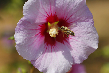Bee full of pollen, flying in front of a flowerの写真素材