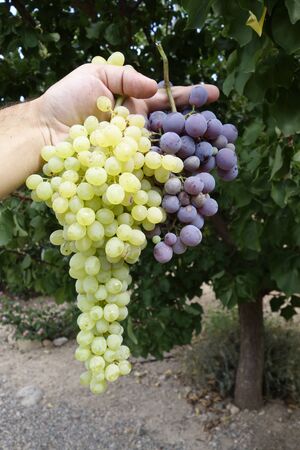 Human hands holding a bunch of red and white grapes, outdoorsの写真素材