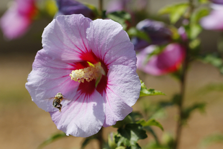 Bee full of pollen, flying in front of a flowerの写真素材