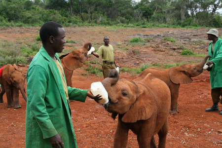 NAIROBI, KENYA - June 07, 2009: The David Sheldrick Wildlife Trust, a Kenyan wildlife conservation...