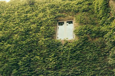 Window in a green wall with ivyの写真素材