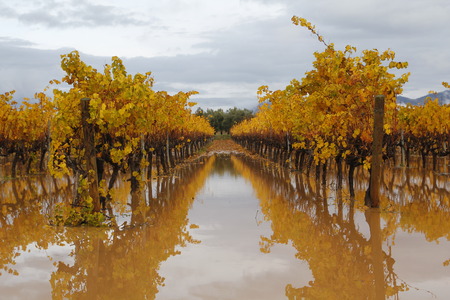 Flooded yard at fall.の写真素材