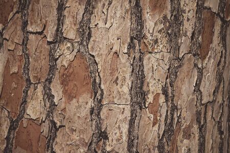 Close up of a pine trunkの写真素材