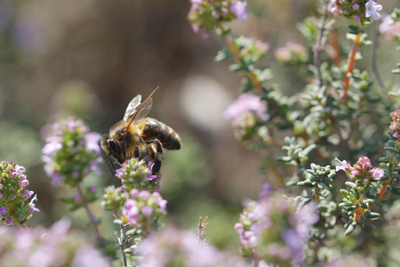 Pollination of thyme at spring, with a bee