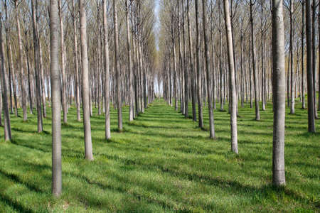 Trees in the forest, with many trunks