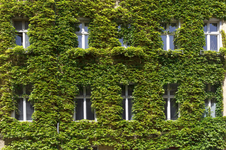 Windows in a green wall covered with ivyの写真素材