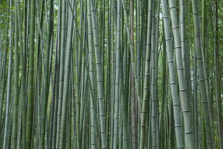Bamboo forest at Arashiyama district in Kyoto, Japanの写真素材