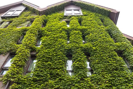 Green wall in a sustainable eco buildingの写真素材