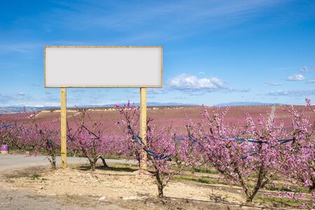 Blank billboard mock up in the agriculture. Pink blossom flowers in a peach tree field.の写真素材