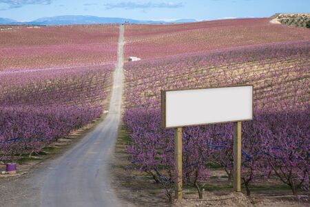 Blank billboard mock up in the agriculture. Pink blossom flowers in a peach tree field.の写真素材