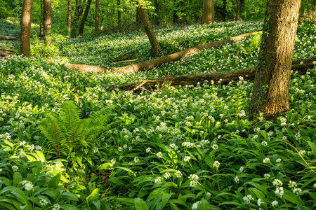 Wild Garlic in Bloom, Portglenone, County Antrim, Northern Ireland, UK