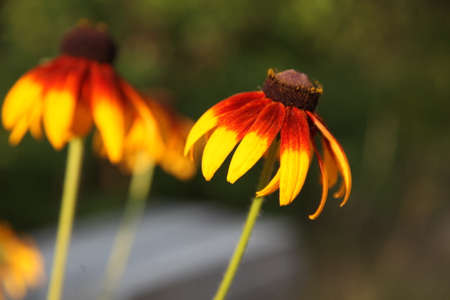 Yellow red flowers plants blur backgroundの写真素材