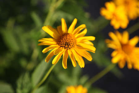 Yellow red flowers plants blur backgroundの写真素材