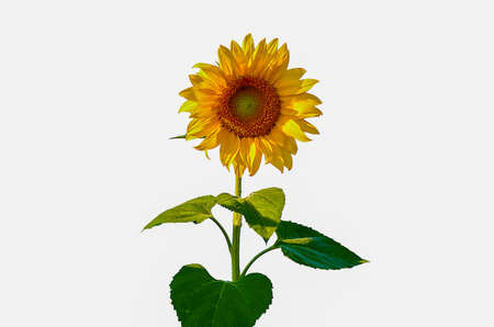 Sunflowers  on the white backgroundの写真素材