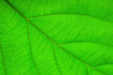 Close up leaf shot showing its rib 