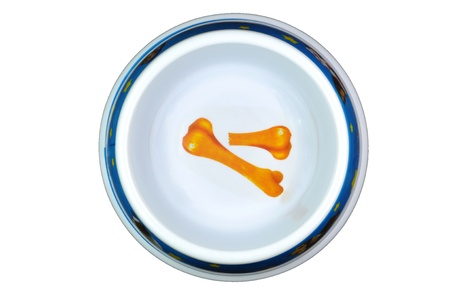 Empty dog bowl の写真素材