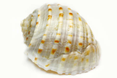Shell texture