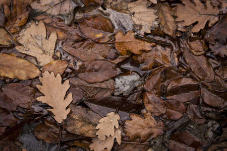 autumn leaves