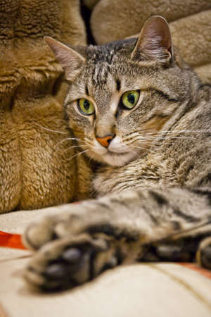 detail of the face of a catの写真素材