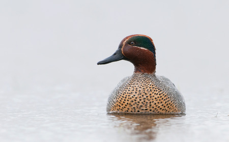 Male Common Teal closeup photoの写真素材