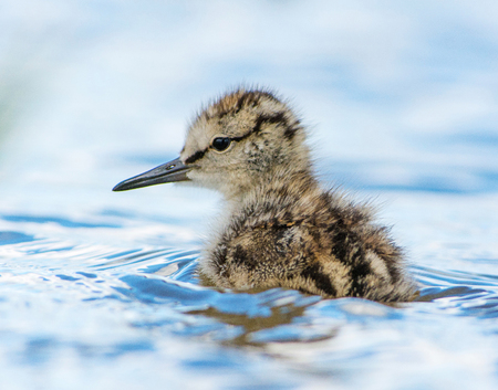 Closeup photo of  Juvenile Common Redshank
