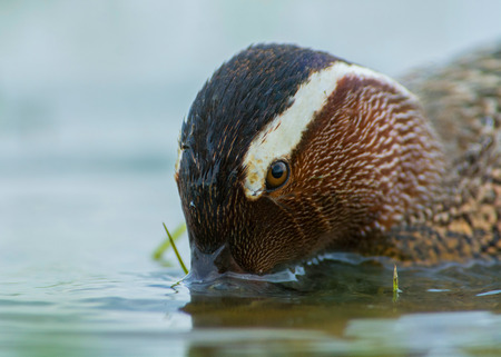 Closeup photo of Garganey male foraging