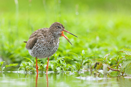Closeup of calling Common Redshank