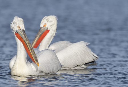 Dalmatian Pelican (Pelecanus crispus) at Lake Kerkini, Greeceの写真素材