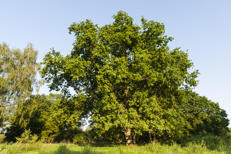 Nationaal Park De Meinweg, Limburg; National Park De Meinweg, Netherlandsのeditorial素材
