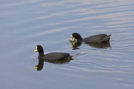 Swimming Red-gartered Cootの写真素材