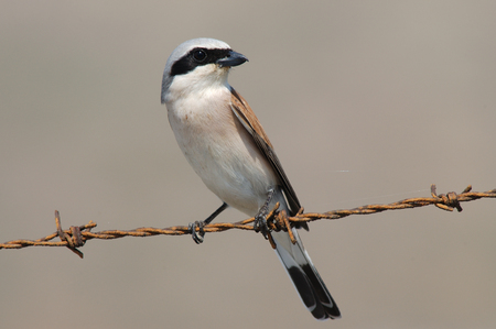 Red-backed Shrike male perched on a wireの写真素材