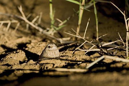Nubian Nightjar perched in sandの写真素材