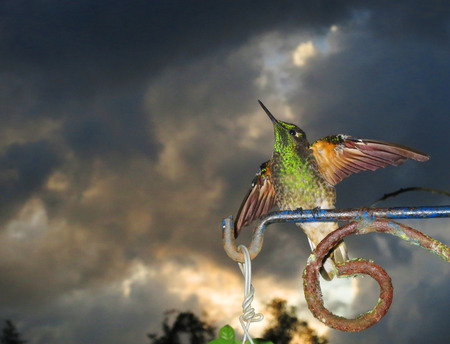 Buff-tailed Coronet perched at sunsetの写真素材