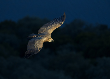 Griffon Vulture (Gyps fulvus) gliding at first light along El Castillo in MonfragÃ¼e National...