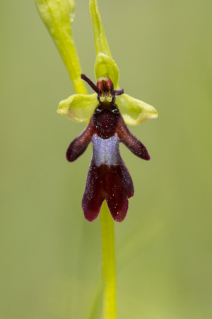 Fly Orchidの写真素材