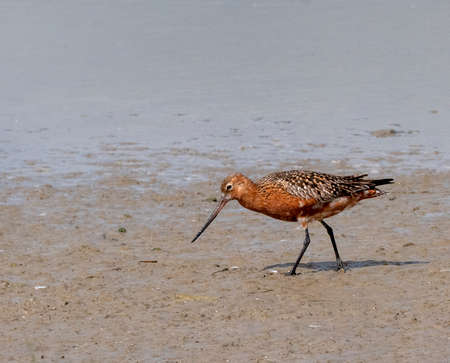 Bar-tailed Godwit (Limosa lapponica) adult foraging at Wagejot, Texel
