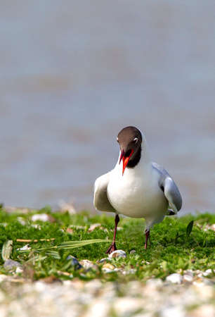 Larus ridibundus, (Black-headed Gull) adult calling and perched in colony
