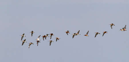 Bar-tailed Godwit (Limosa lapponica) group in flight