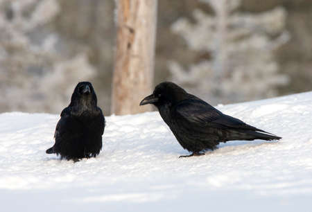 Common Raven (Corvus corax) in the snow in winterの写真素材
