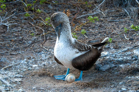 Blue-footed Booby (Sula nebouxii) adult with two eggsの写真素材