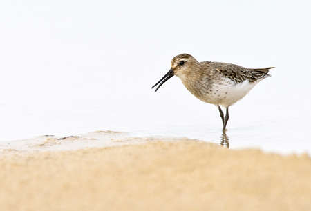 Dunlin (Calidris alpina) calling loud near the coast of the seaの写真素材