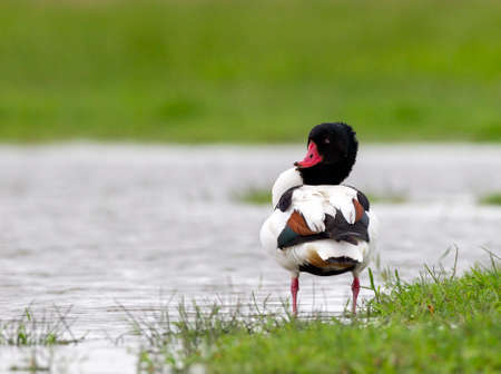 Common Shelduck (Tadorna tadorna) perched in the rainの写真素材