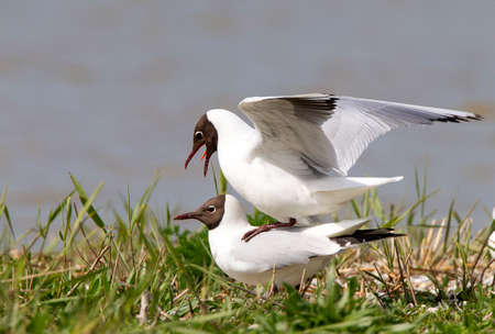 Larus ridibundus, (Black-headed Gull) adult calling during mating