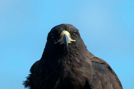 Galapagos Hawk (Buteo galapagoensis) adult close-up