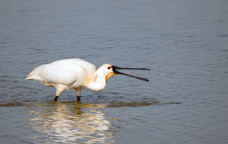 Eurasian Spoonbill (Platalea leucorodia) adult foraging (Ottersaat) and waterdropsの写真素材