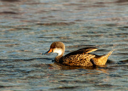 White-cheeked or Galapagos Pintail (Anas bahamensis)