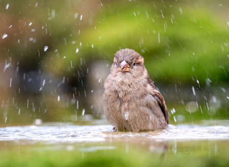 Female House Sparrow (Passer domesticus) perched washing in a poolの写真素材