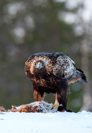 Golden Eagle (Aquila chrysaetos) adult during cold winter in northern Finland. perched in the snow...