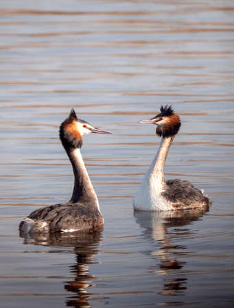 Great Crested Grebe (Podiceps cristatus) displaying in Februaryの写真素材