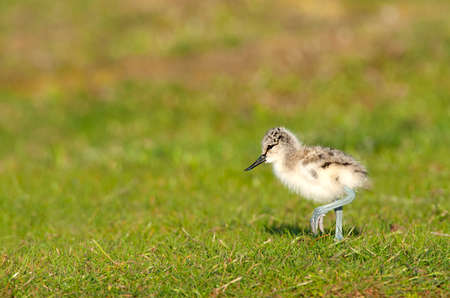 Pied Avocet (Recurvirostra avosetta) chick perched on the grasの写真素材